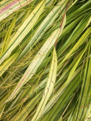Hakonechloa macra