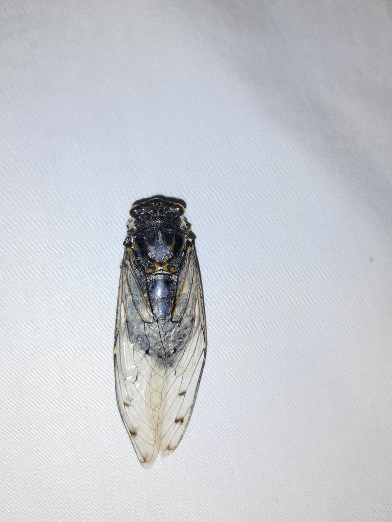 Platylomia jini