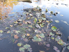 Eleocharis flavescens