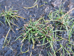 Eleocharis flavescens