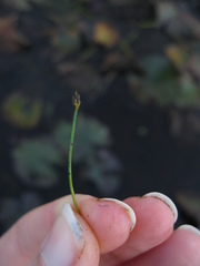 Eleocharis flavescens