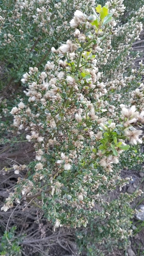 Baccharis pilularis