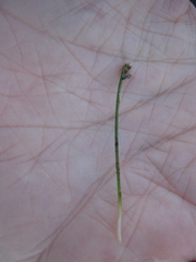 Eleocharis flavescens