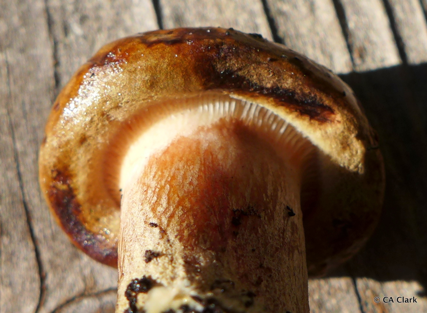 Paxillus image