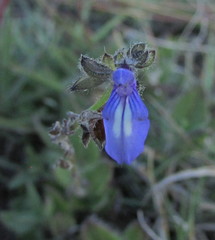 Salvia pusilla