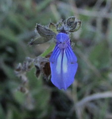 Salvia pusilla