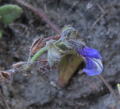 Salvia pusilla
