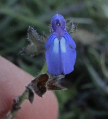 Salvia pusilla