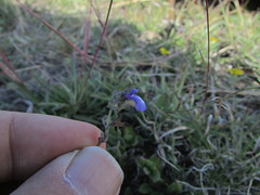 Salvia pusilla