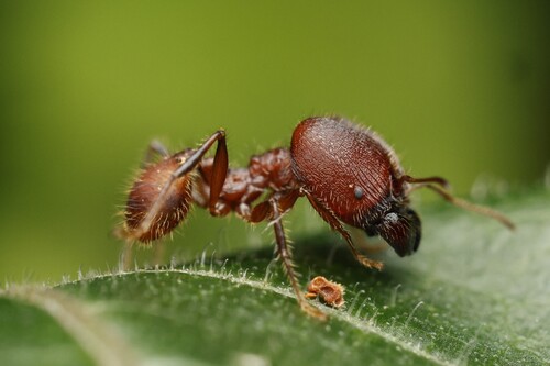 Pheidole ursusPheidole ursus
