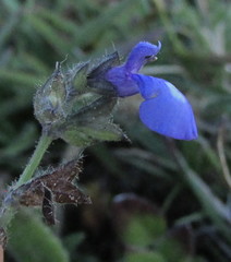 Salvia pusilla