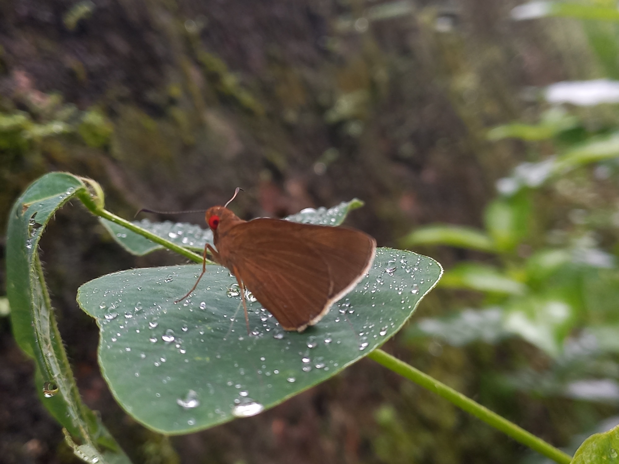 Common Branded Redeye