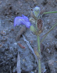 Salvia pusilla