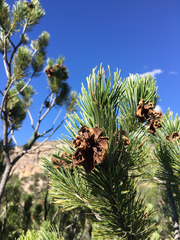 Pinus cembroides bicolor