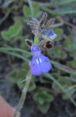 Salvia pusilla