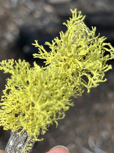 iNaturalist observation photo of wolf lichen