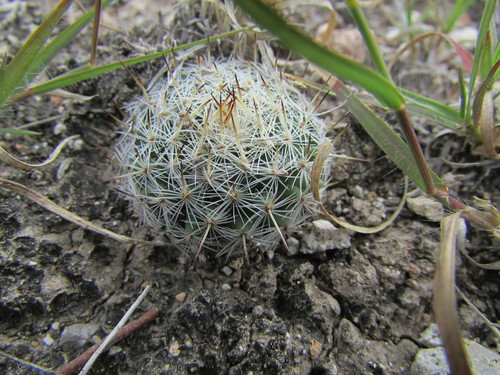 Mammillaria flavicentra