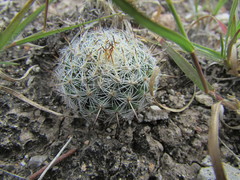 Mammillaria flavicentra