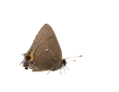 Electrostrymon angelia