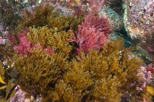 Dictyota papenfussii, 2016-02-13
