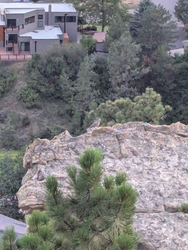 iNaturalist observation 2025-07-23