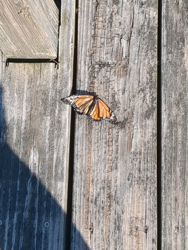 Monarch Butterfly