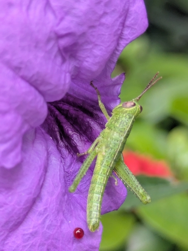 Javanese Grasshopper photo 3