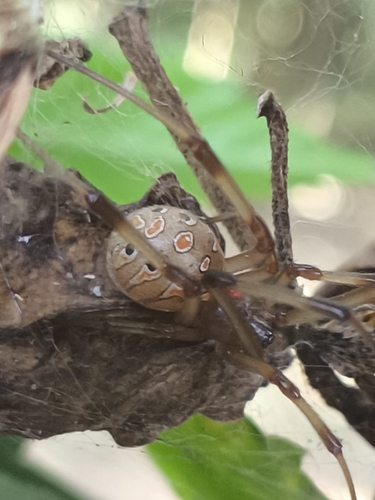 Brown Widow