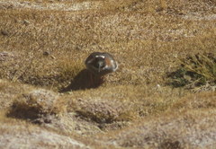 Phegornis mitchellii