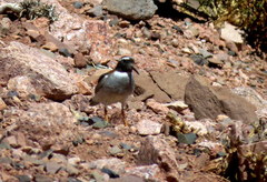 Phegornis mitchellii