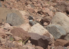 Phegornis mitchellii