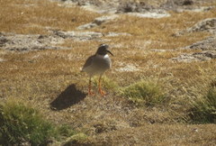 Phegornis mitchellii