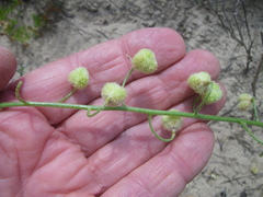 Trachyandra sabulosa