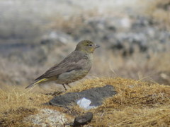 Sicalis