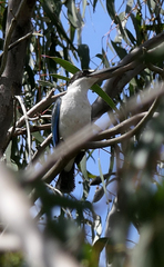 Todiramphus sordidus