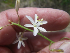 Trachyandra sabulosa