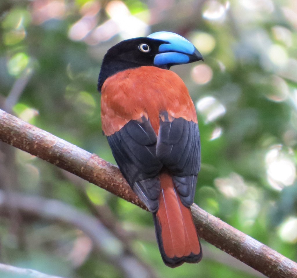 Helmet Vanga (Euryceros prevostii) · iNaturalist NZ