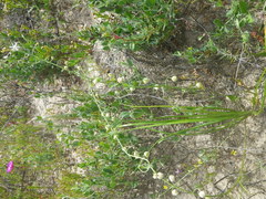 Trachyandra sabulosa