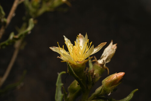 Rusby's Blazingstar (Mentzelia rusbyi)
