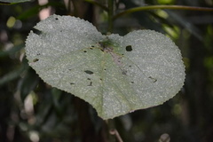 Dendrocnide moroides