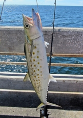 Scomberomorus maculatus