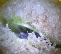 Trachyandra sabulosa