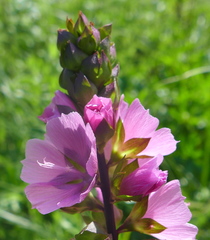 Sidalcea hendersonii