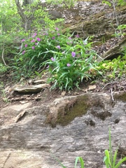 Tradescantia ernestiana