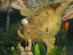 Antennarius hispidus
