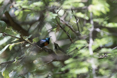 Cinnyris nectarinioides