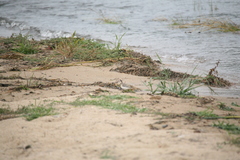 Calidris minuta