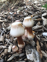 Basidiomycota