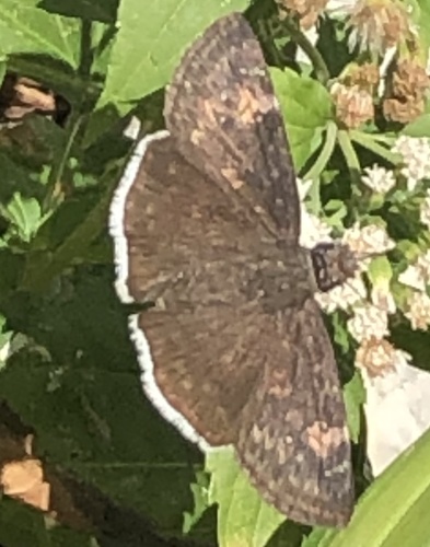 Funereal Duskywing photo 3