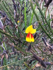 Cytisus scoparius andreanus